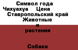 Символ года!!! Чихуахуа  › Цена ­ 10 000 - Ставропольский край Животные и растения » Собаки   